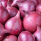 The image shows a close-up view of several red onions with smooth, shiny skins. The onions are piled together, displaying a range of rich, deep red and purple hues. In the bottom left corner of the image, there is a logo that reads "Majestic Spice" in red and white text.