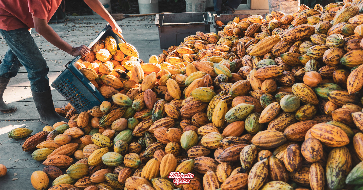 A worker is seen pouring freshly harvested cacao pods from a blue plastic crate onto a large pile. The cacao pods vary in color, including shades of yellow, green, and brown, indicating different ripeness stages. The scene is set outdoors with natural sunlight casting warm tones on the pods. In the foreground, the logo of "Majestic Spice" is visible, suggesting a connection to the spice or food industry.